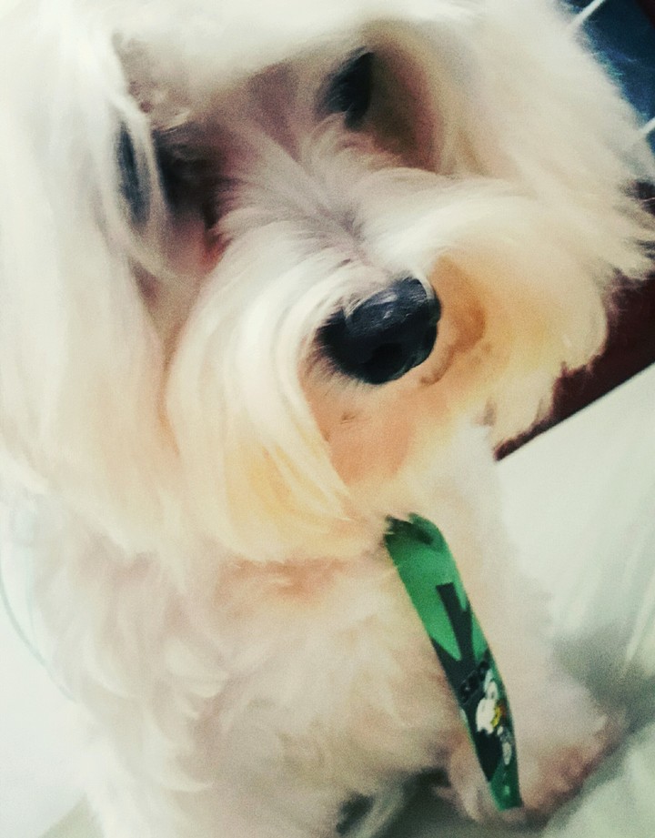 cachorro/dog
