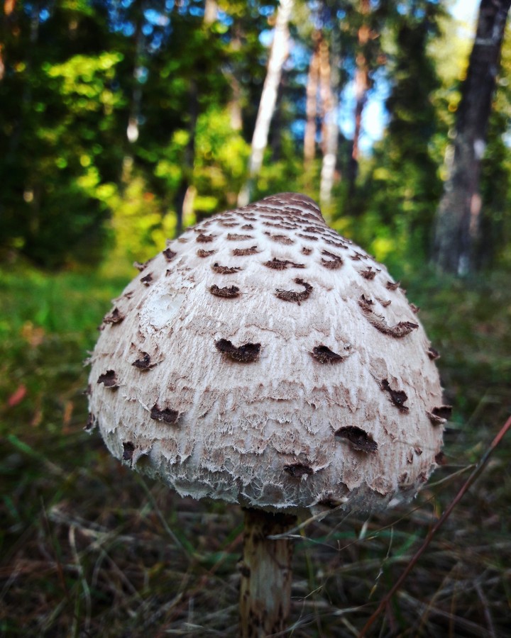 Поганка