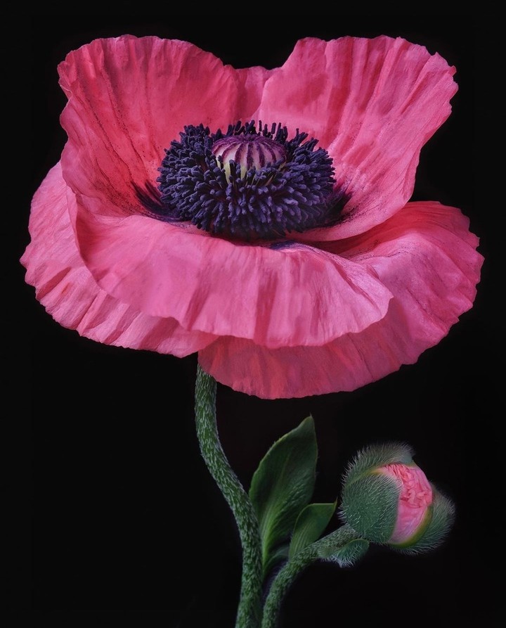 #flower