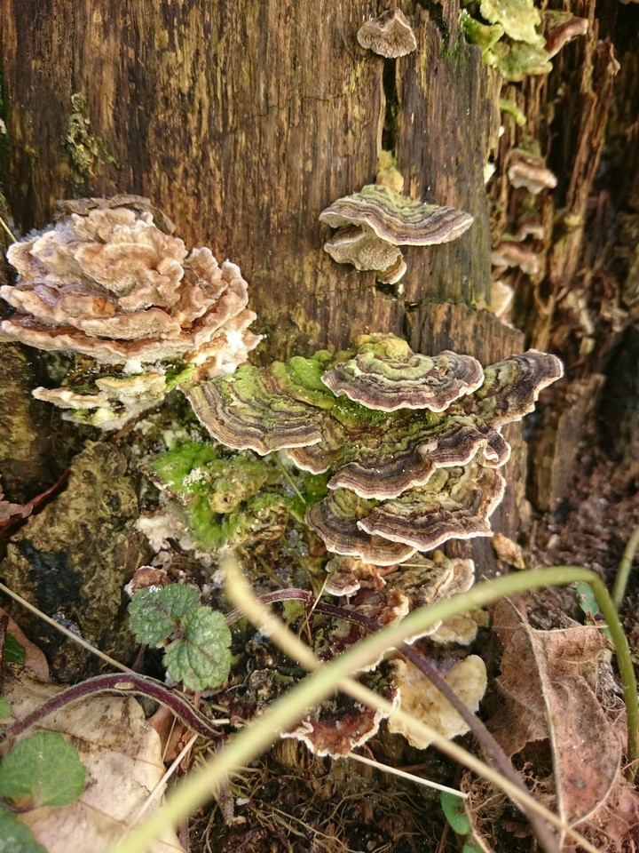 Baumpilze 2