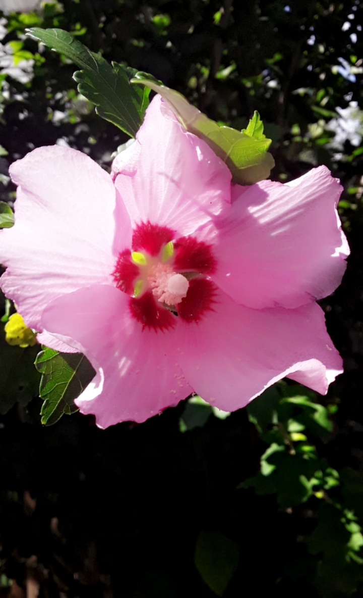 flower