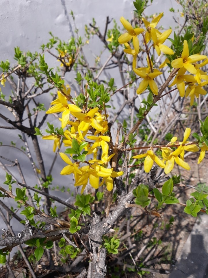 개나리