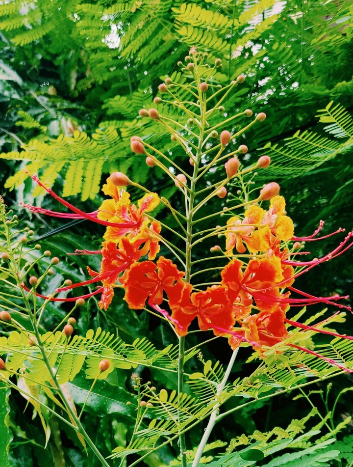 flower