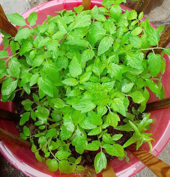 tomatto plants