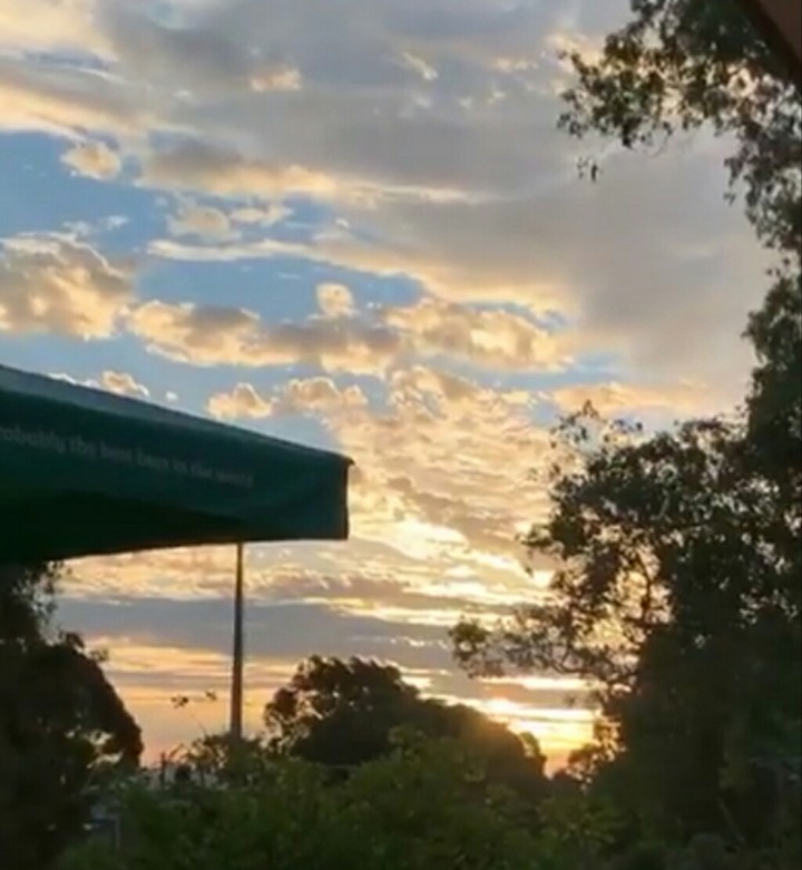 sunset with trees