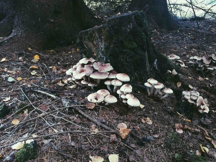 Mushroom still life