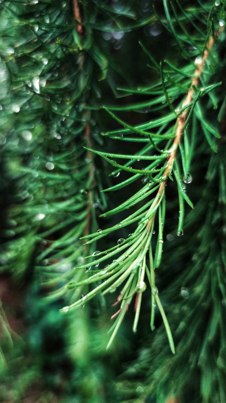 Raindrops on fir needles