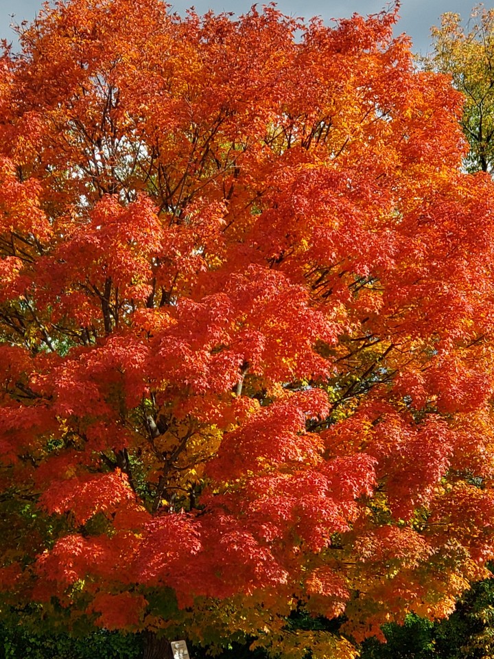 fall
