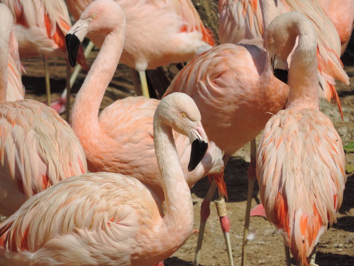 Flamingo zoo são Paulo