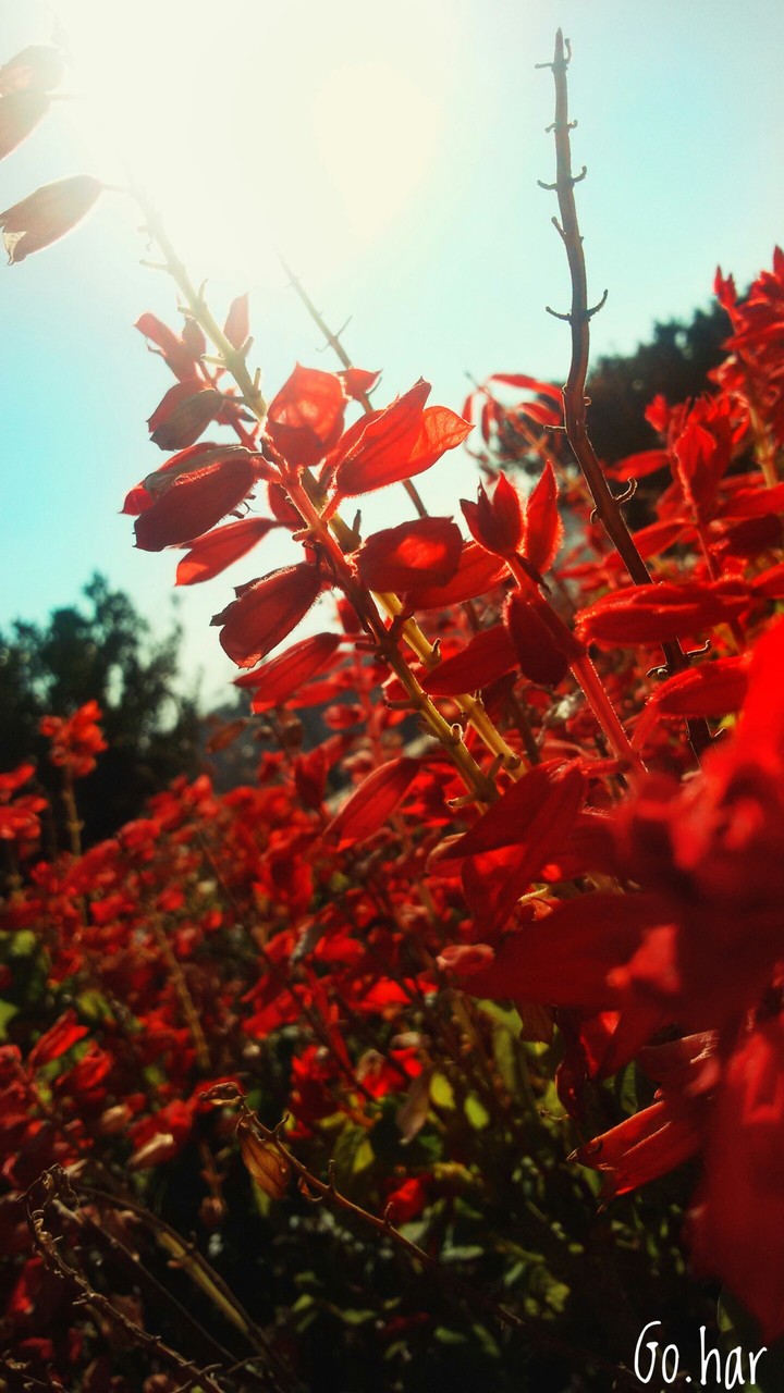 #sun #արև՜