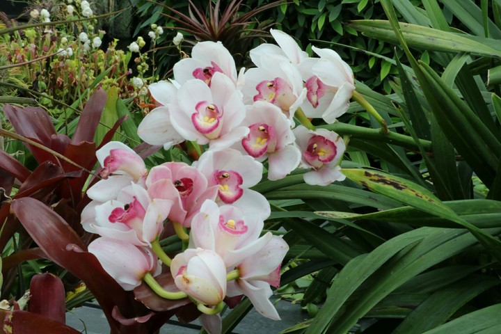 white pink orchids