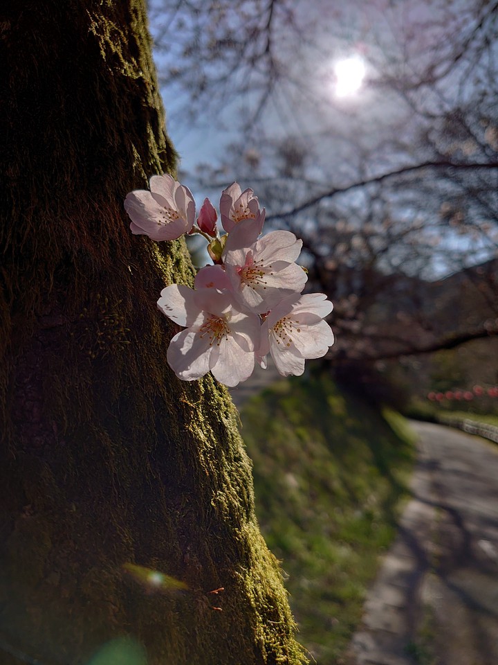 桜
