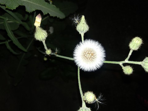wildflower, leucaena háttérképek