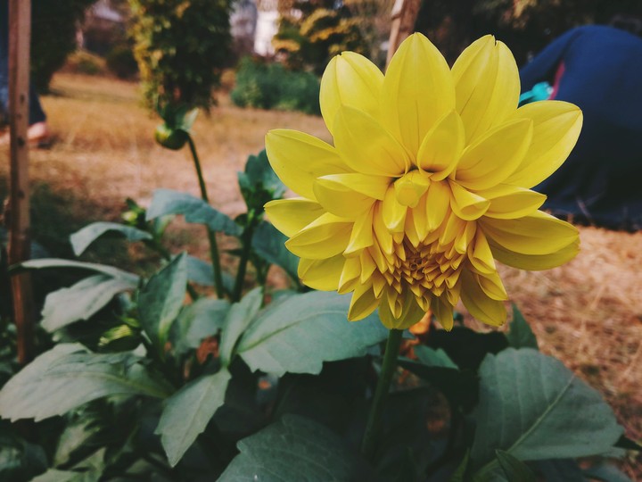 flower of my garden