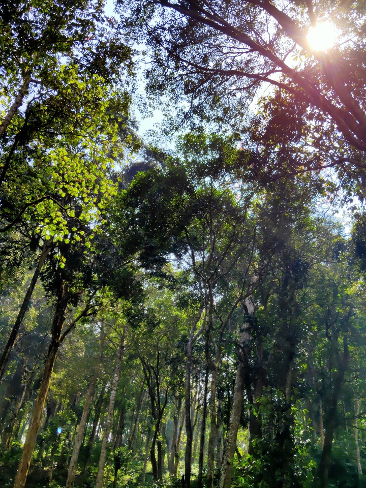 #forest peace #