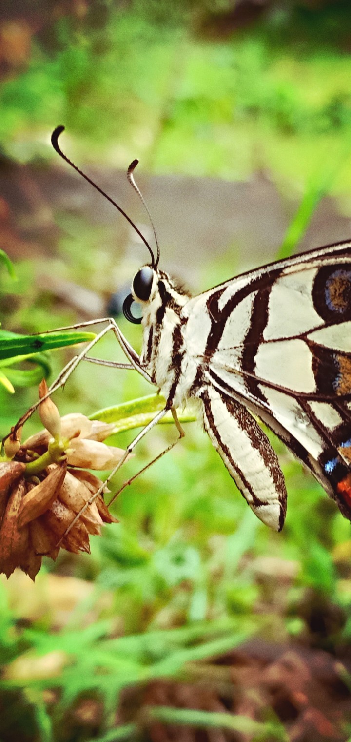 butterfly
