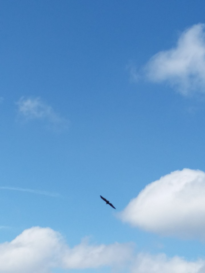 Soaring Eagle.
