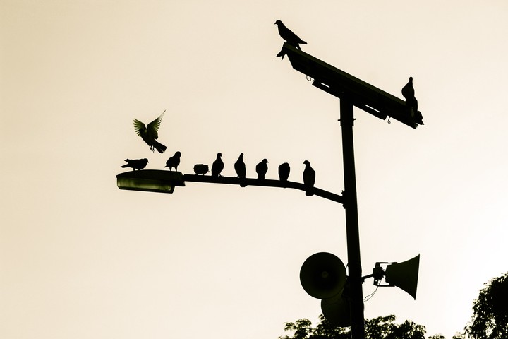 aves
