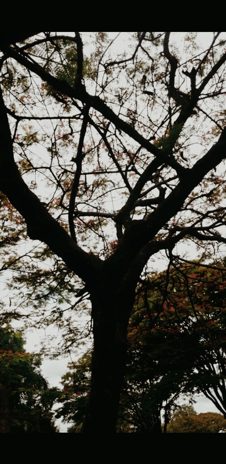 maeda