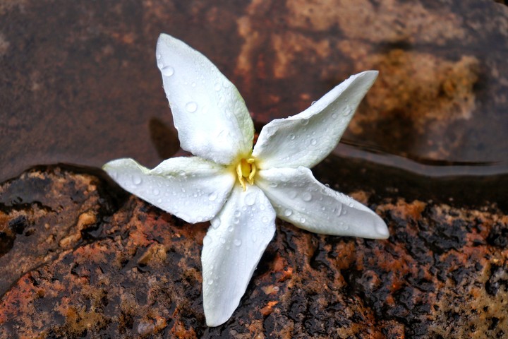 blooming on rock hard surface...the miracle created by rain.
