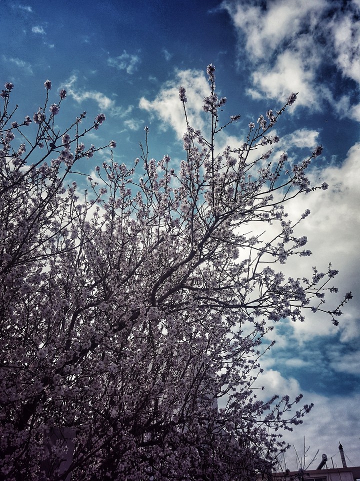 sky, nature, spring