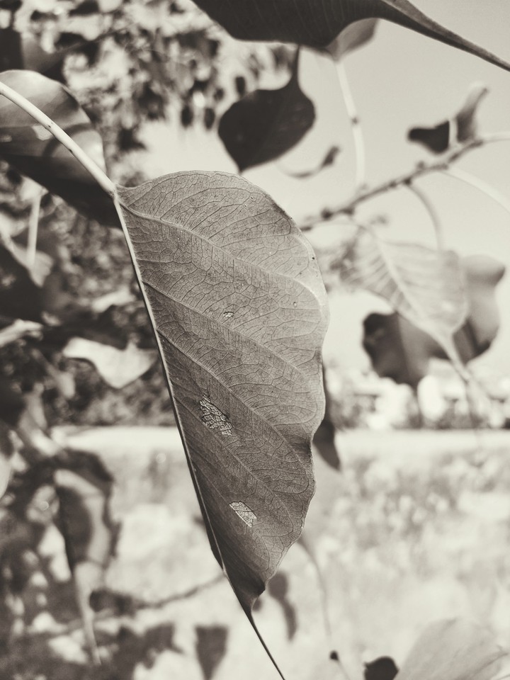 winter leaf