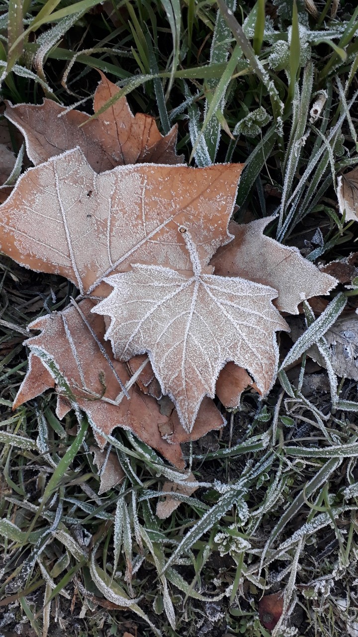 hoja helada