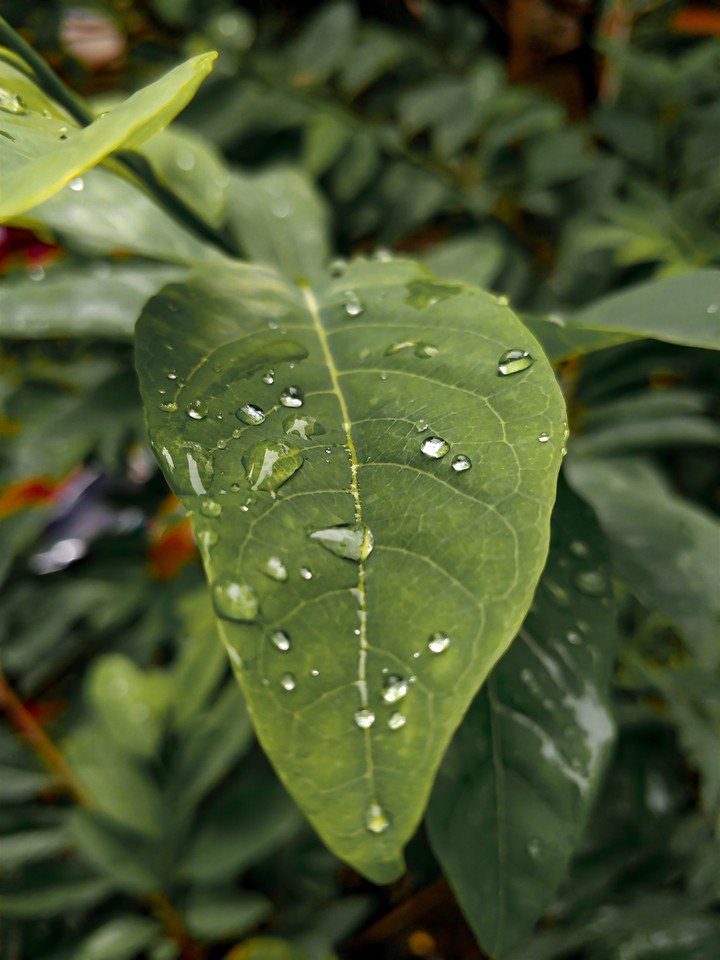 rainy leaf