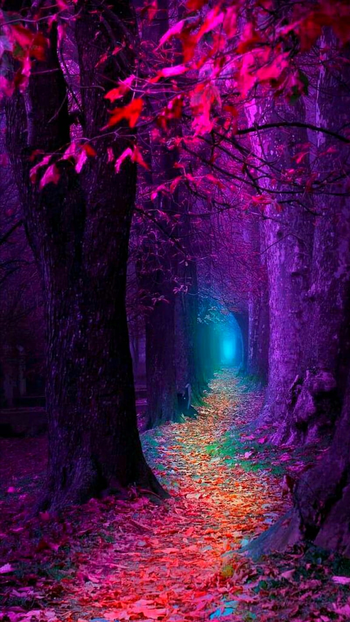 forest