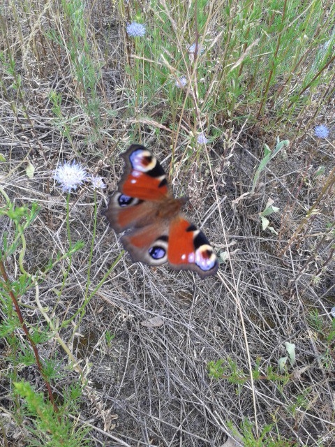 butterfly
