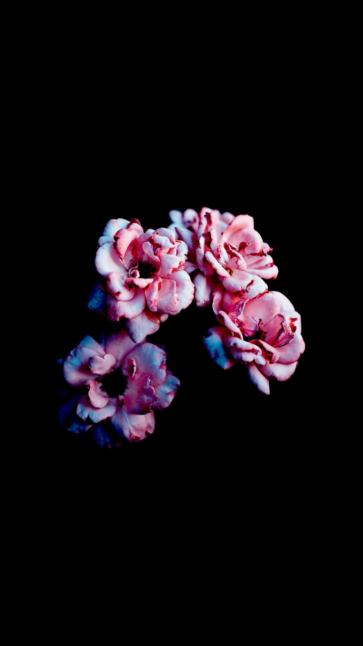 pink rose