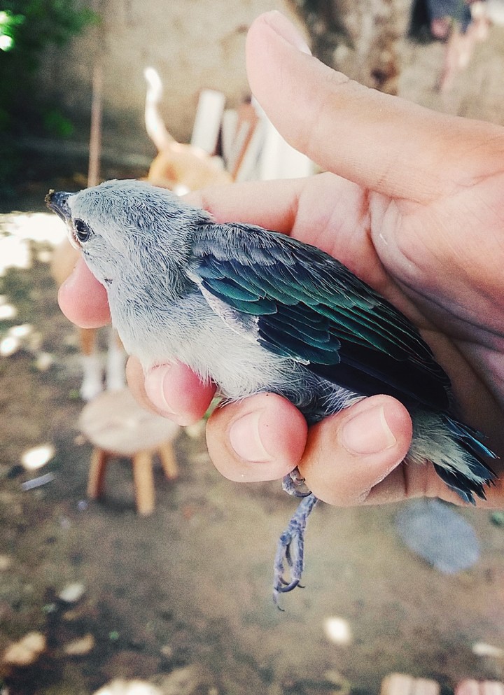 Little Bird in hand