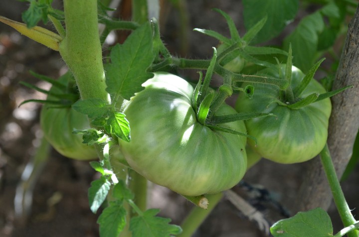 Tomato