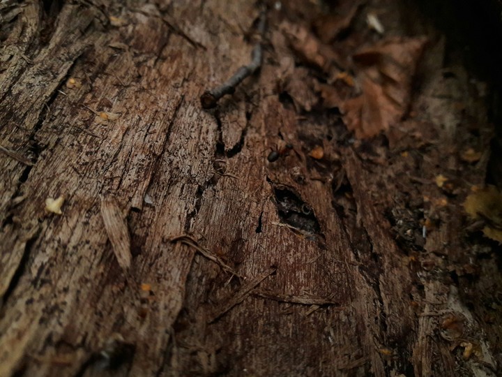 Wood