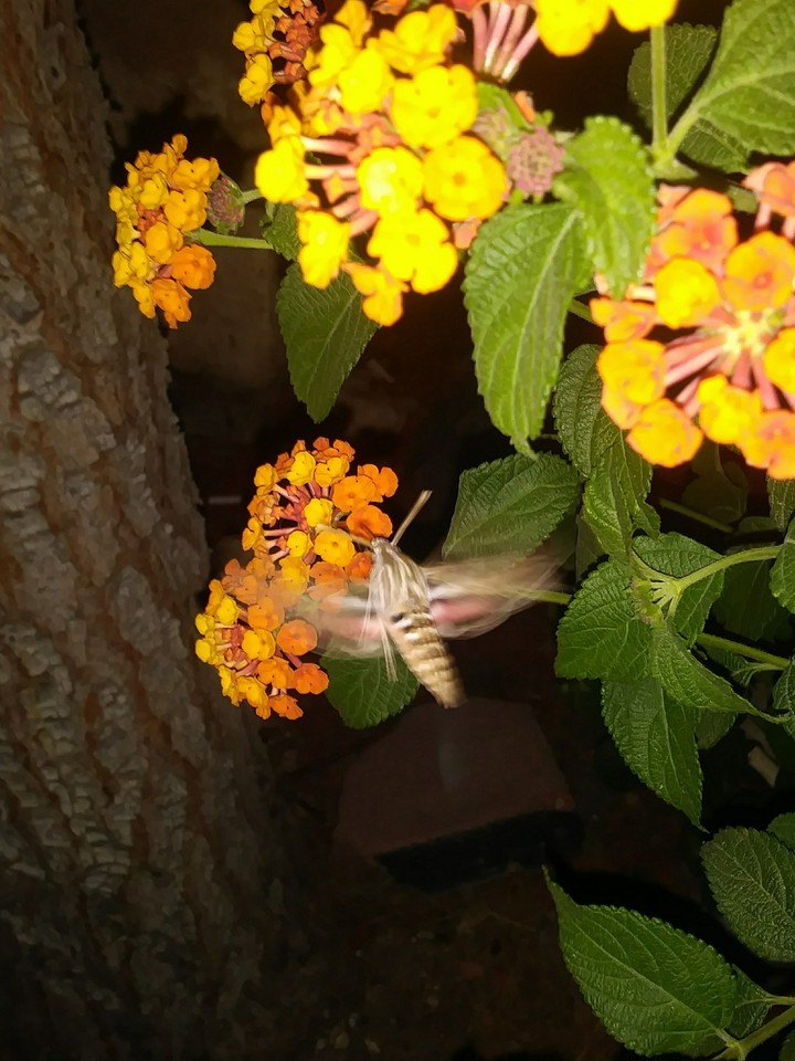 Baby Hummingbird.