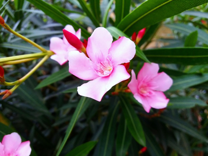 Pink flower