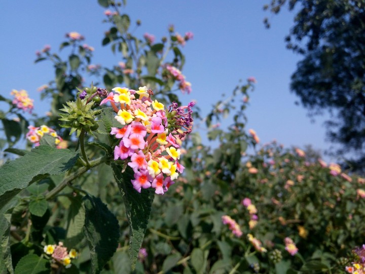 Flowers