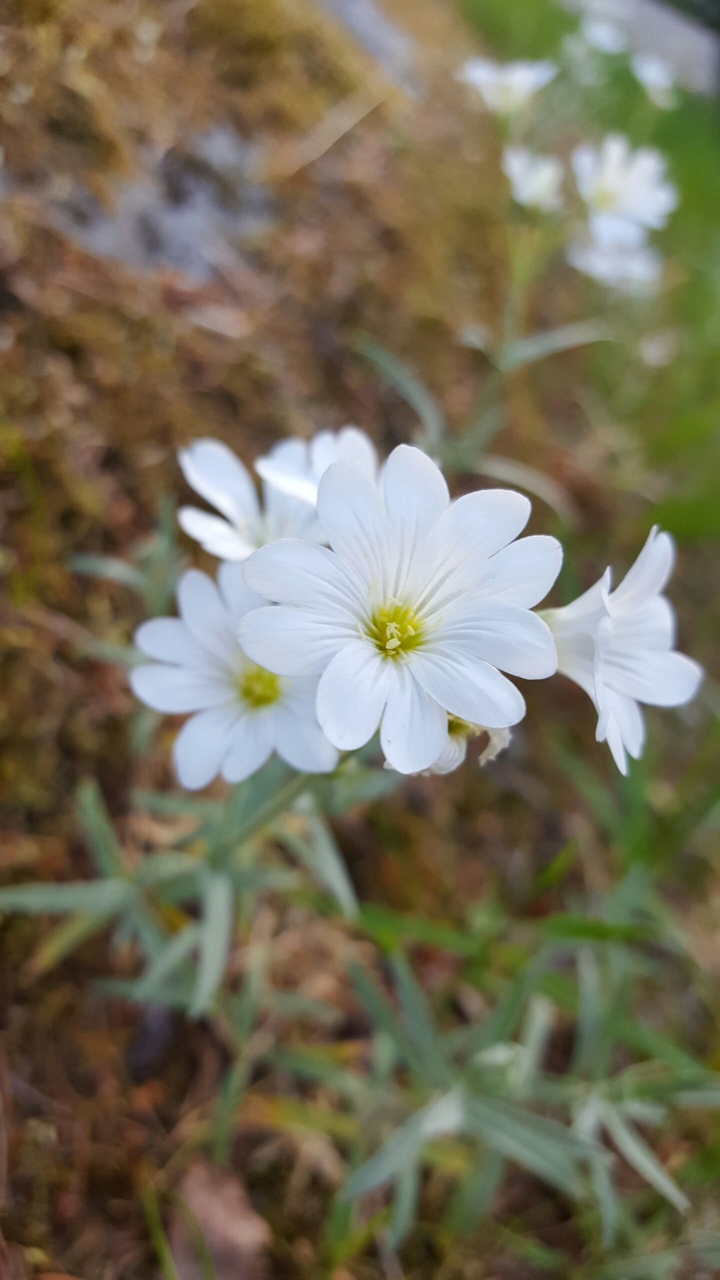 flowers