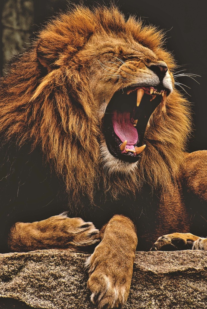 king