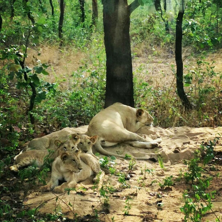 lions
