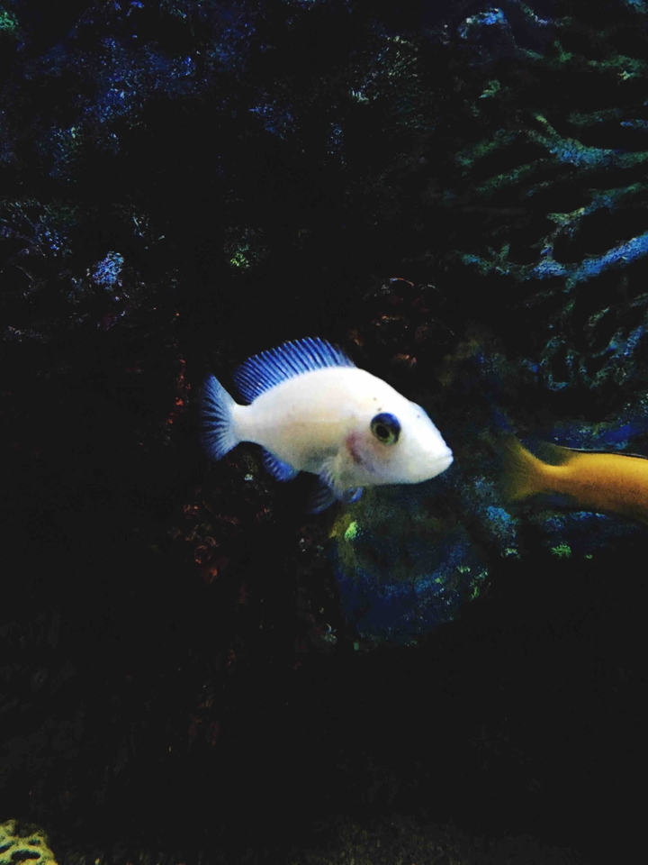 Curious fish
