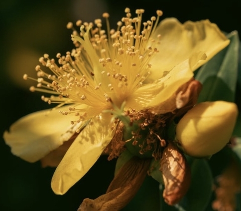 خلفيات closeup, flower