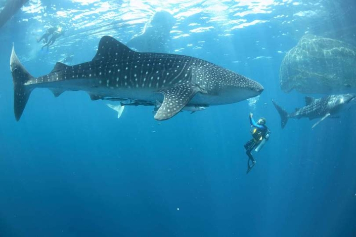 Shark Talisayan Berau, INDONESIA