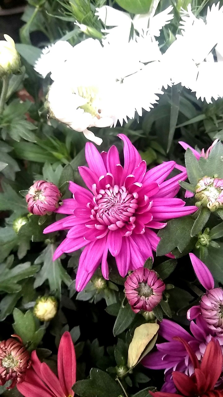 Flowers