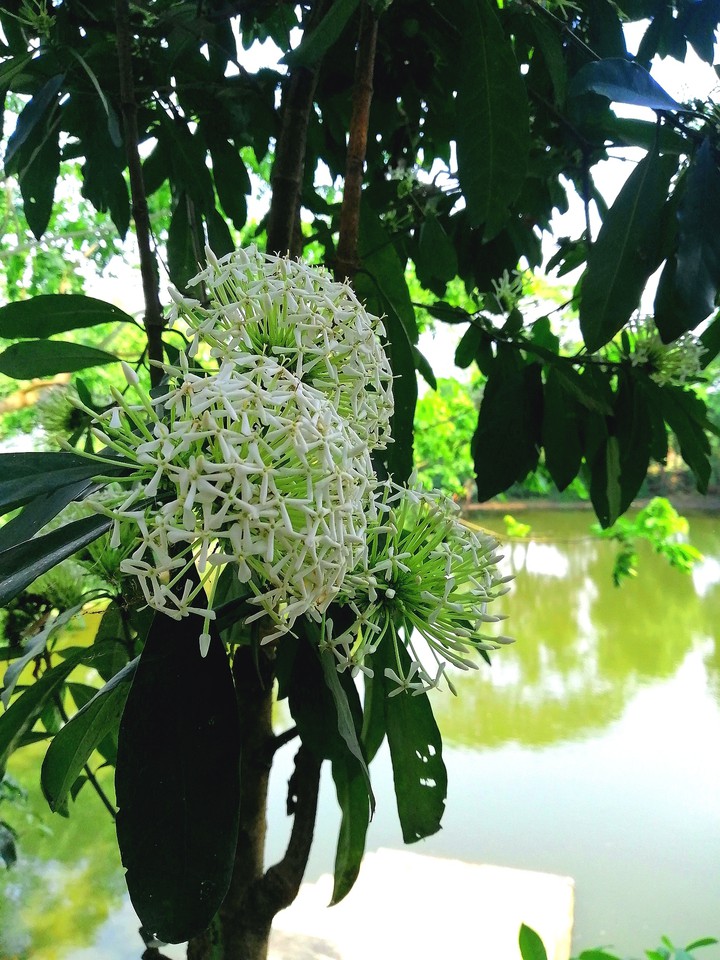 nice flower