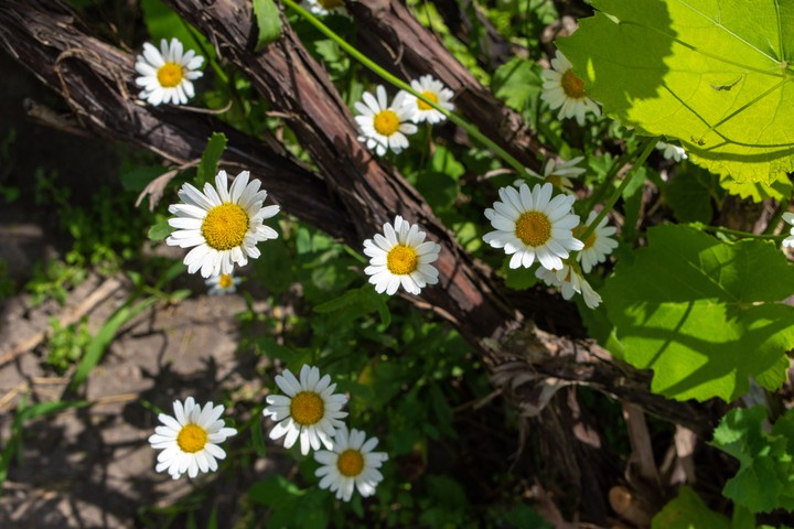 flowers
