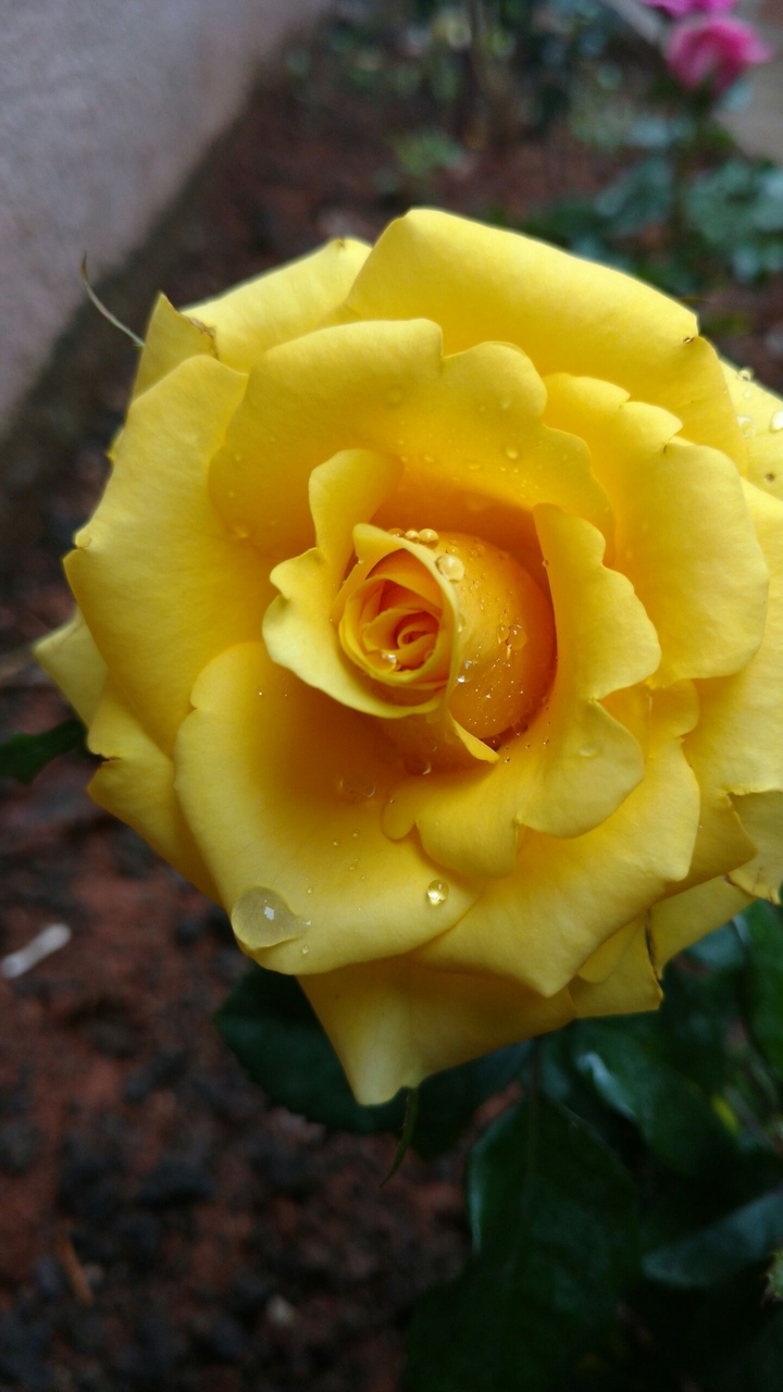Yellow Rose