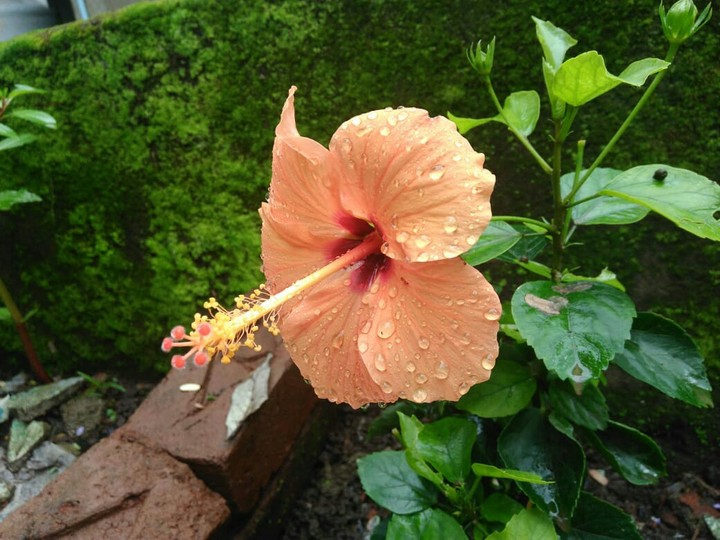 flower....#beautiful.#nature..