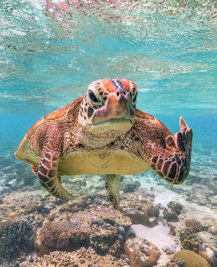 Turtle sign