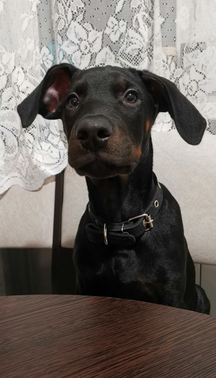 Puppy